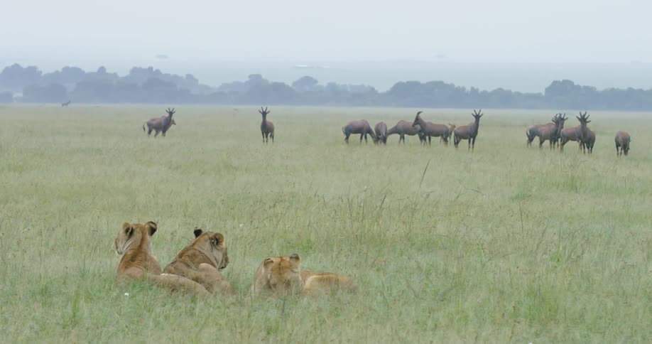 Lions are resting in the grass as topi graze