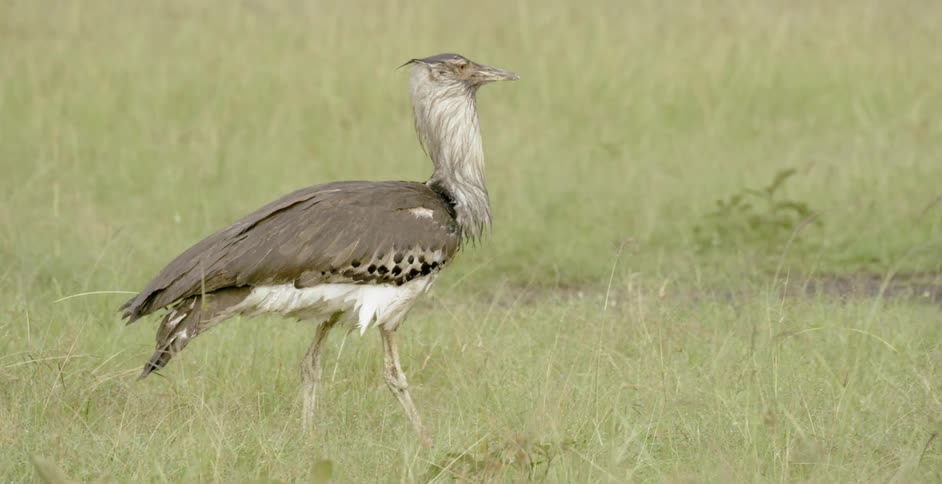 A Kori bustard walks in the grass