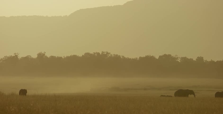 A pack of elephants are grazing in the distance