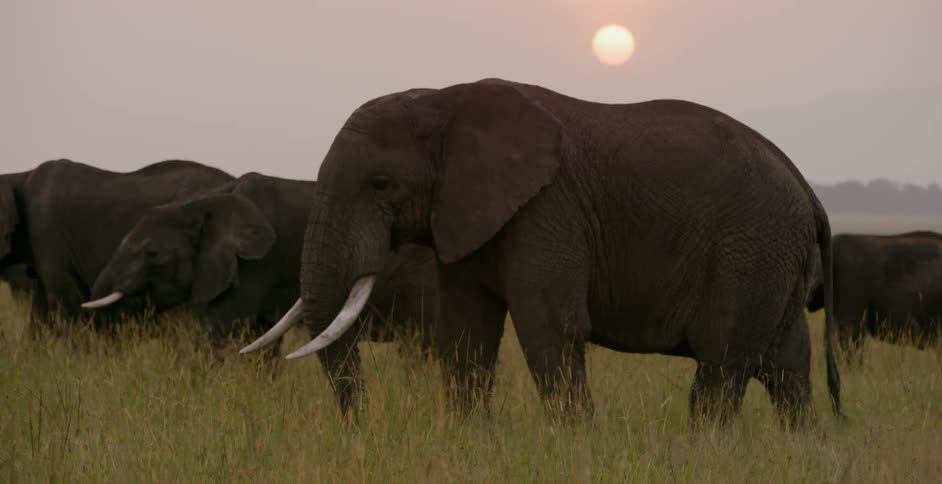 The elephants in the grass have large tusks