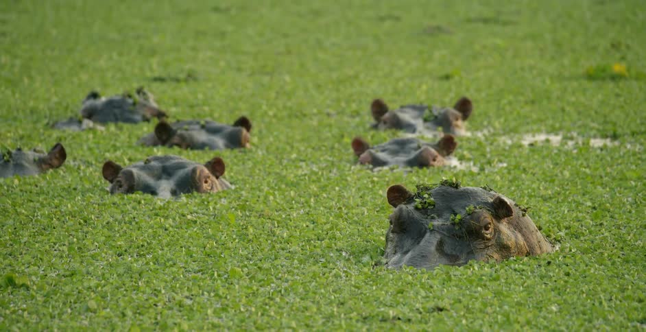 A herd of hippos are submerged in water