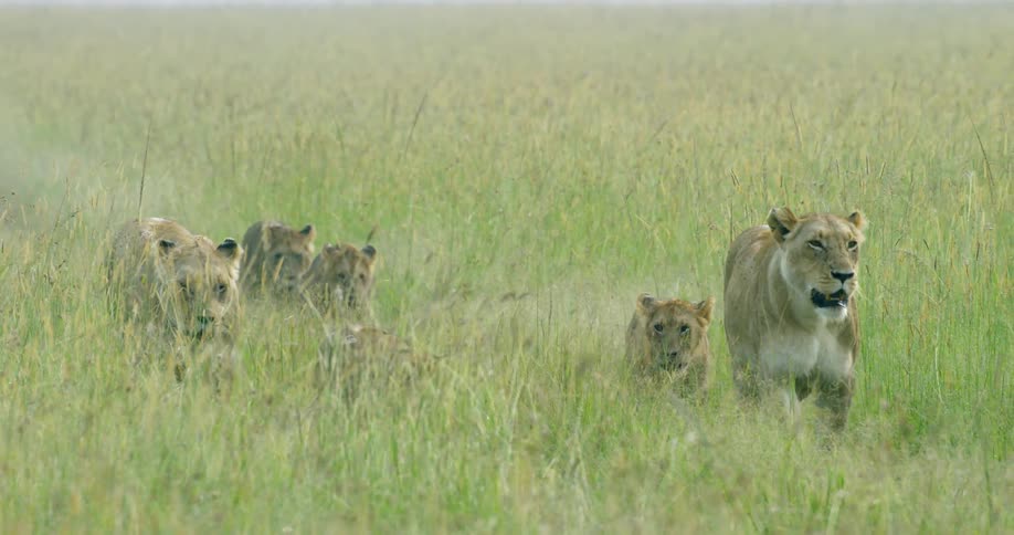 A pride of lions are walking through the tall grass