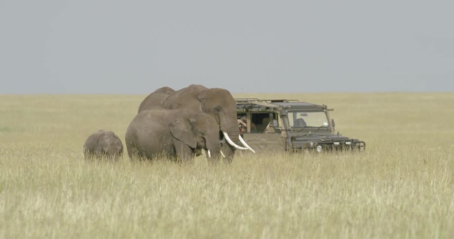 Two elephants walk through a field as people watch from a truck