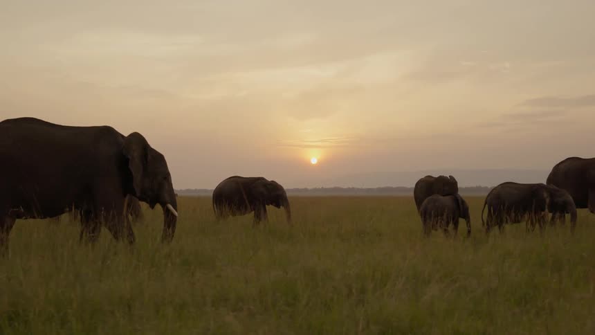 The elephants are traveling together at sunset on a cloudy day
