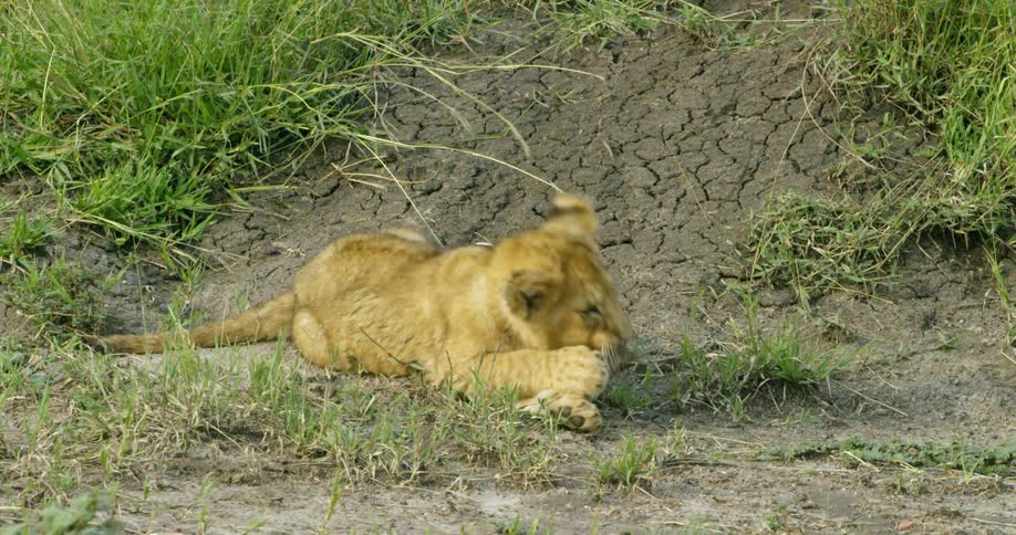 A small lion cub carries a rock around