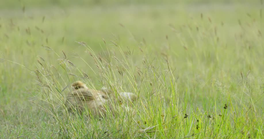 Two lion cubs play around wrestling in the grass together