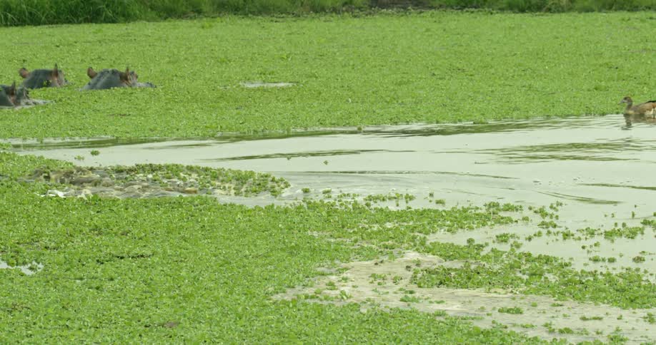 Hippo dives under water as a duck approaches