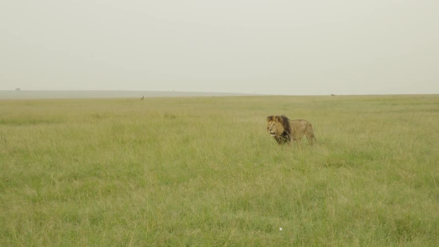 A lion walks across the green grass on a windy day