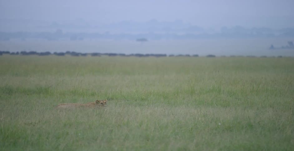 A lion is laying down flat in the tall grass