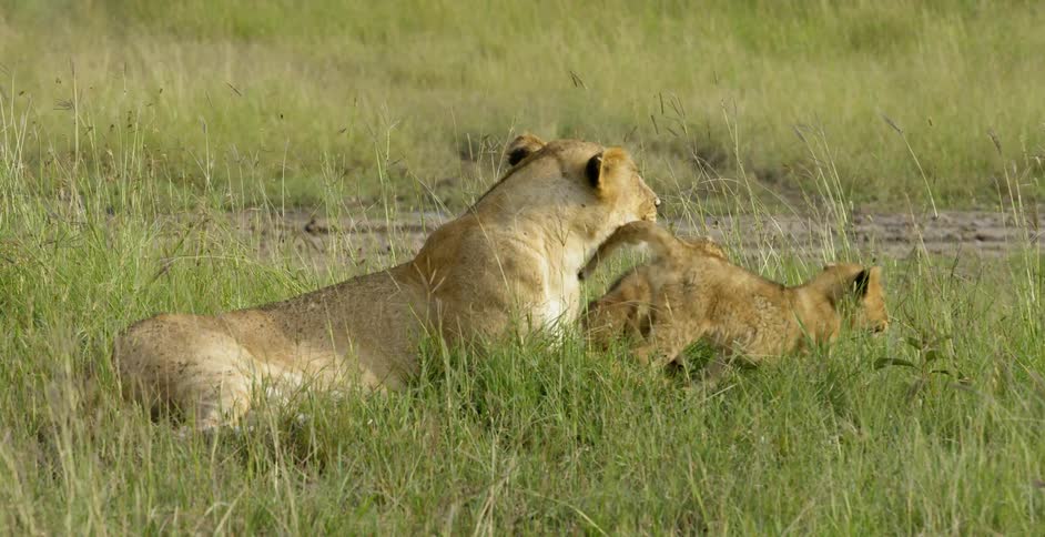 Lion cubs get up and walk away from their parent