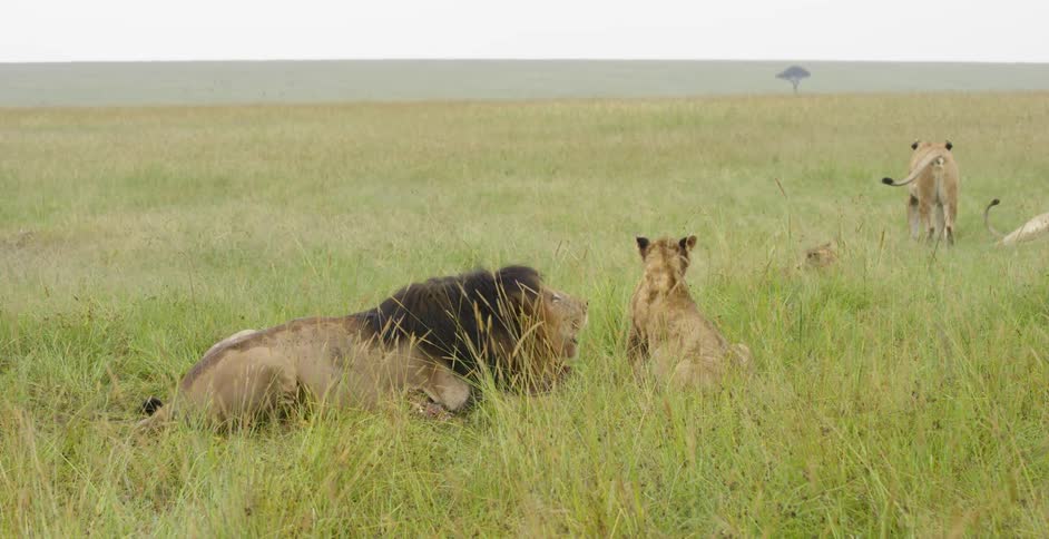 A male lion and his two female lions are laying around in the grass with a cub