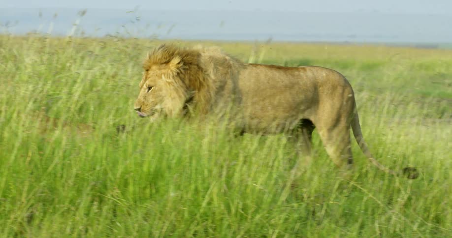 A large lion walks over to another to play around