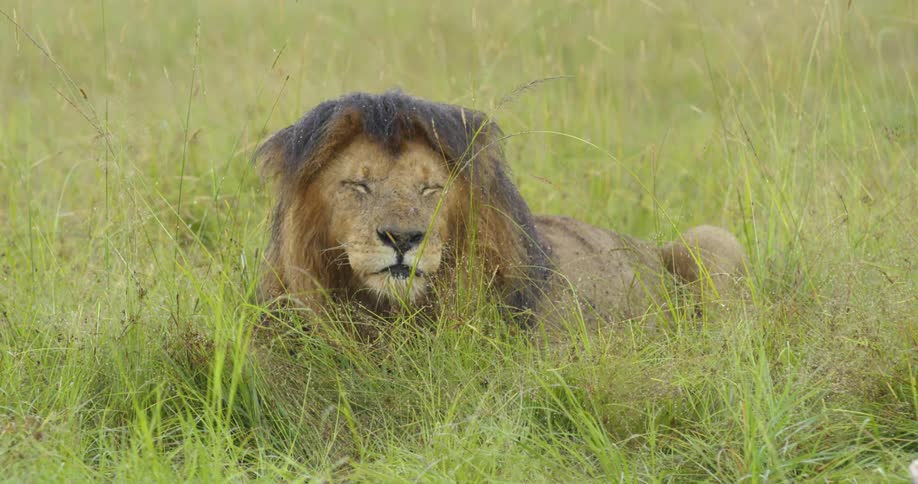 A large lion is laying in the grass as it rains