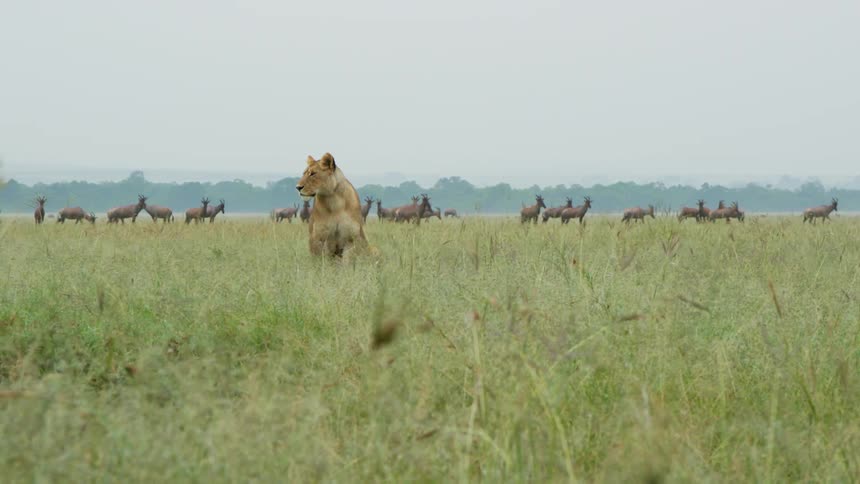 A lion is standing in front of a herd of topi behind