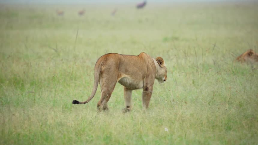 A lion walks slowly towards other lions laying down