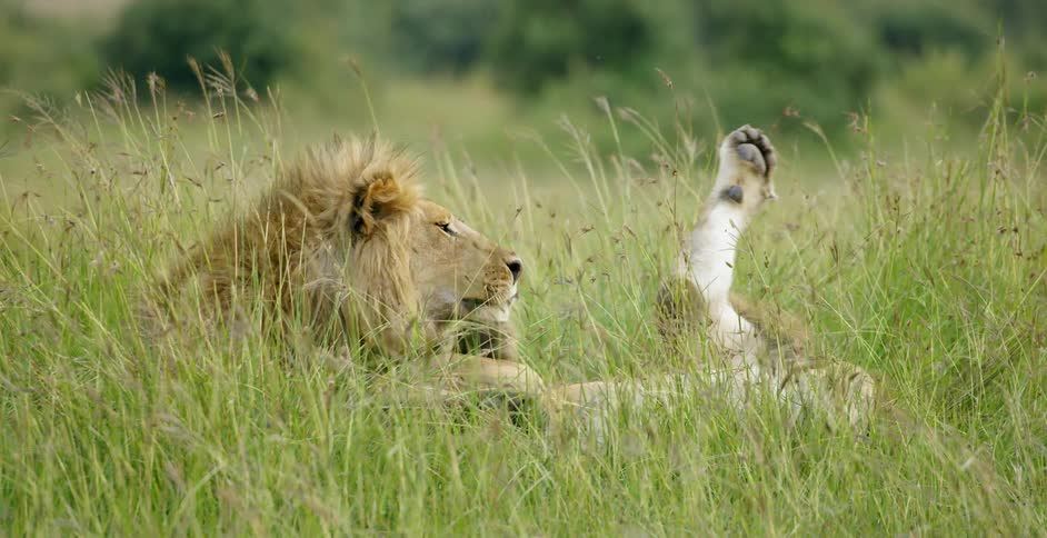 Two male lions are laying in the tall grass