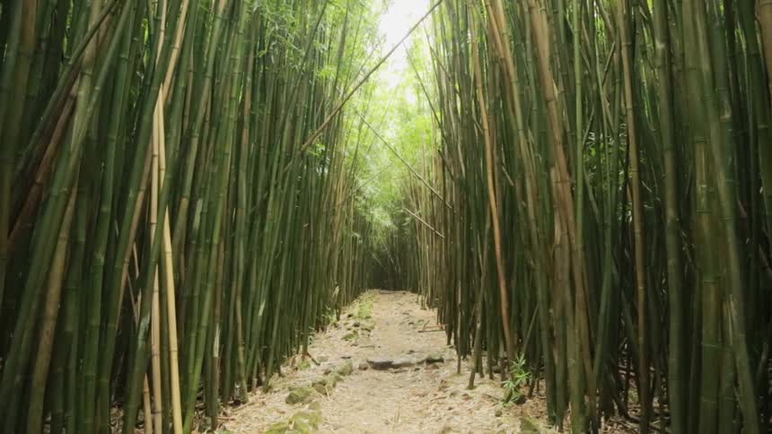 A trail thru bamboo