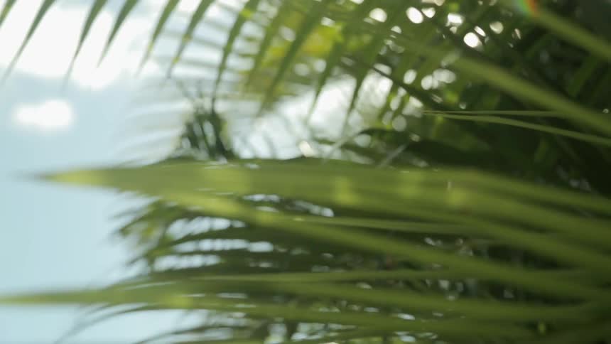Palm tree leaves blowing in the wind