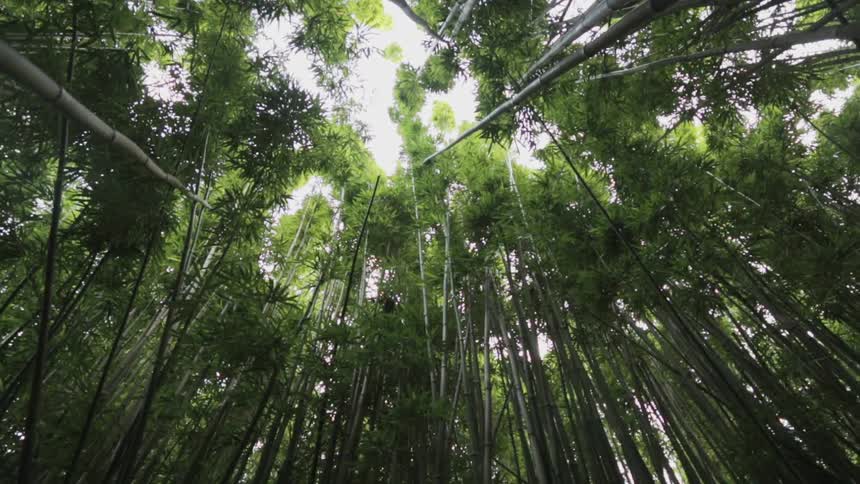 A view of tall trees in a forest