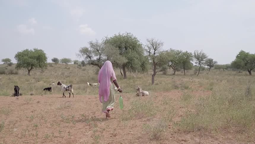 A woman in a headdress is walking next to some goats in the desert