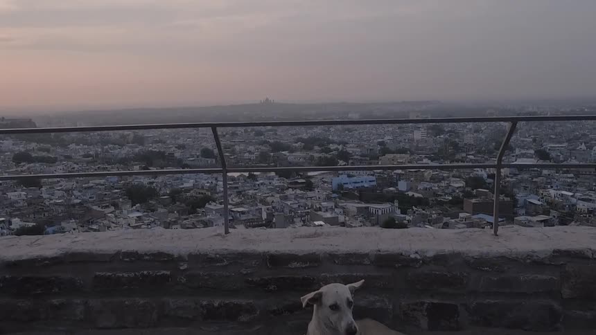 Two dogs are lying on an a balcony that overlooks the city