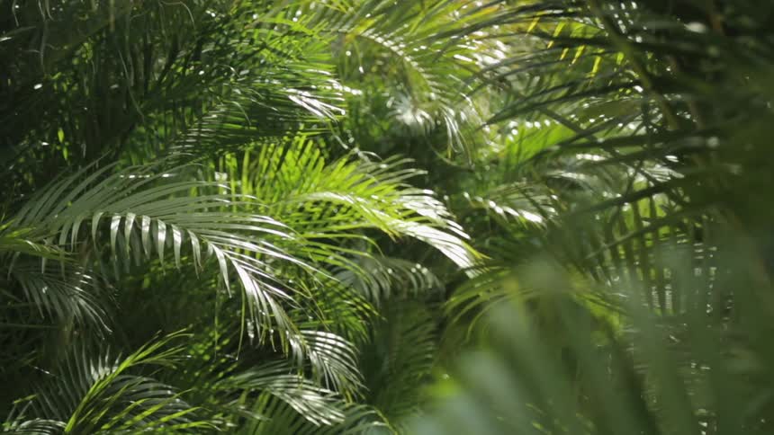 Palm tree leaves blowing in the wind