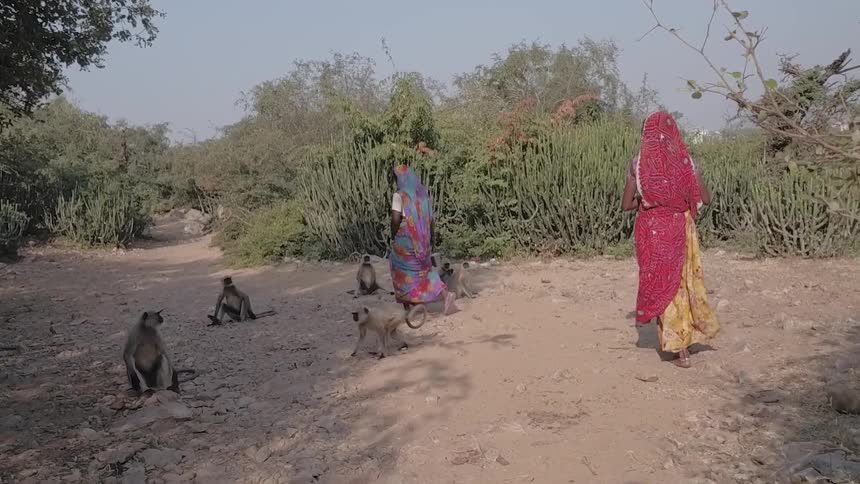 Two women in headdresses are walking by some monkeys