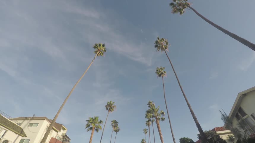 Palm trees are driven by