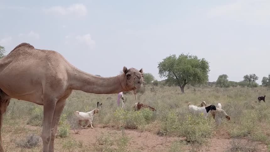 A camel is grazing near a sheep herder and sheep during the day