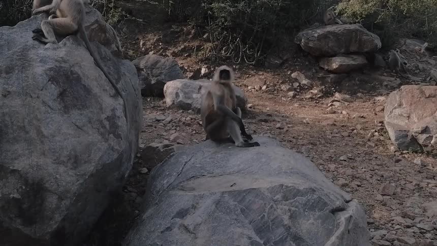 A money is on the large boulder sitting down