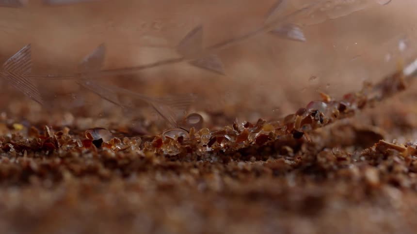 The rim of a glass is dipped into a spice mixture