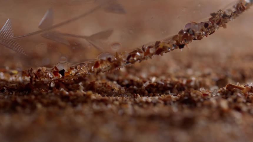 The edge of a glass is rolled in spice crystals