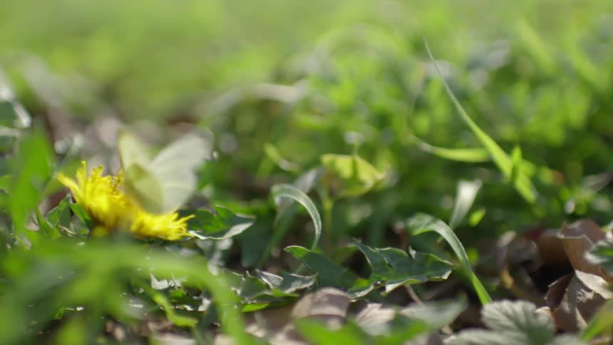 A butterfly flies off of a yellow flower