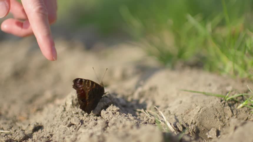 A person pokes at a butterfly that then flies off