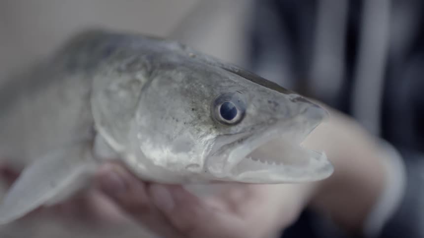 A fish is being held by a person