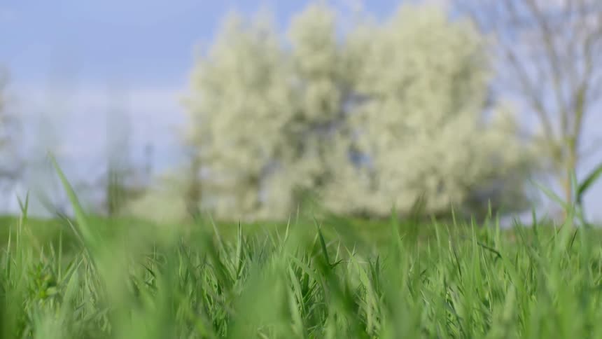 Grass is growing in an open space with trees on a sunny day
