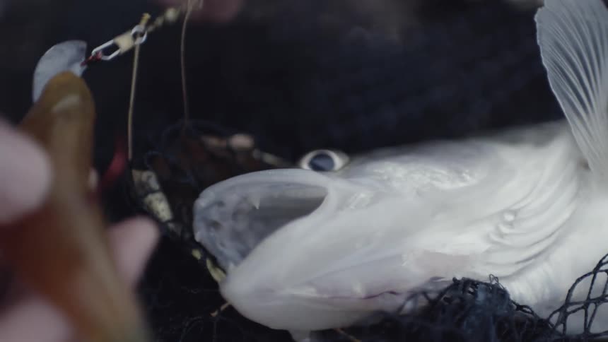 A man is removing a hook from a fish's mouth