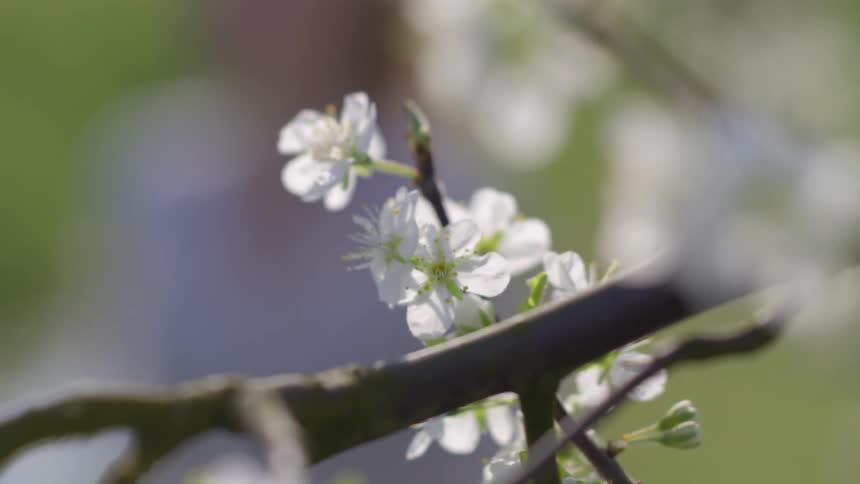 A woman walks past a blossom tree