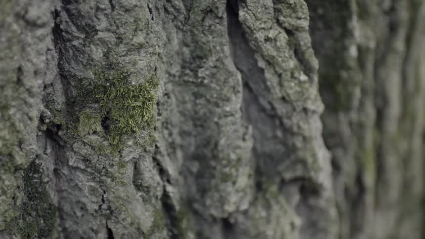 Moss grows on tree bark