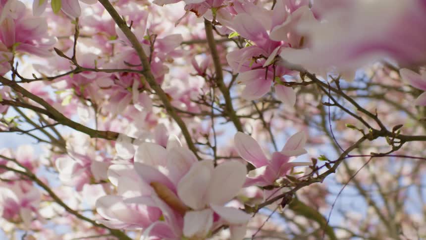 White and pink flowers from a tree
