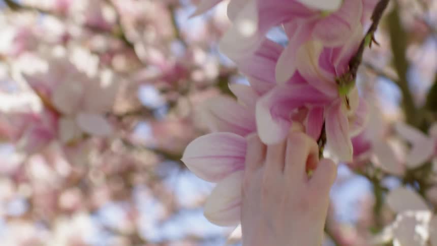 A woman reaches up to touch the blossoms on a tree