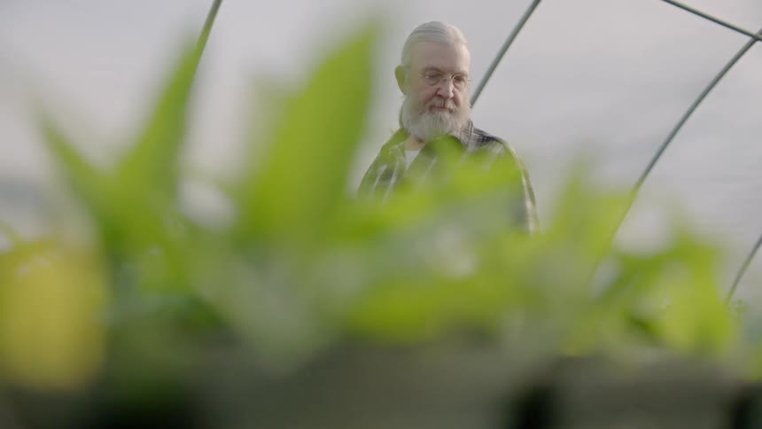 A gardener inspects crops in a greenhouse
