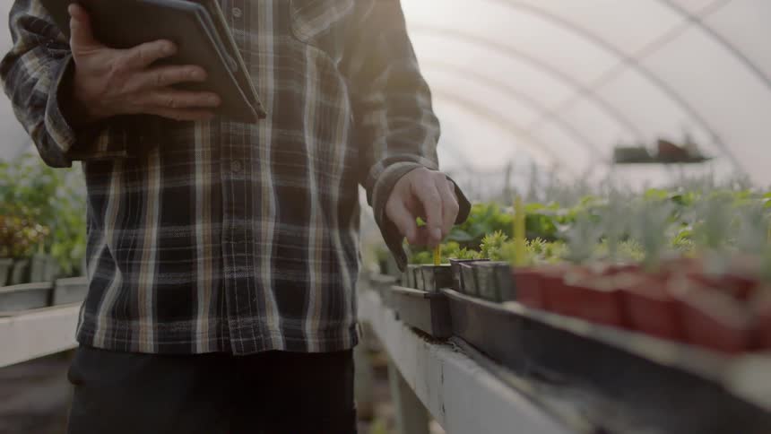 A man carries a notebook computer as he checks plants in a greenhouse during the day