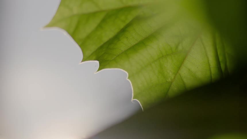 Leaf sways in the wind