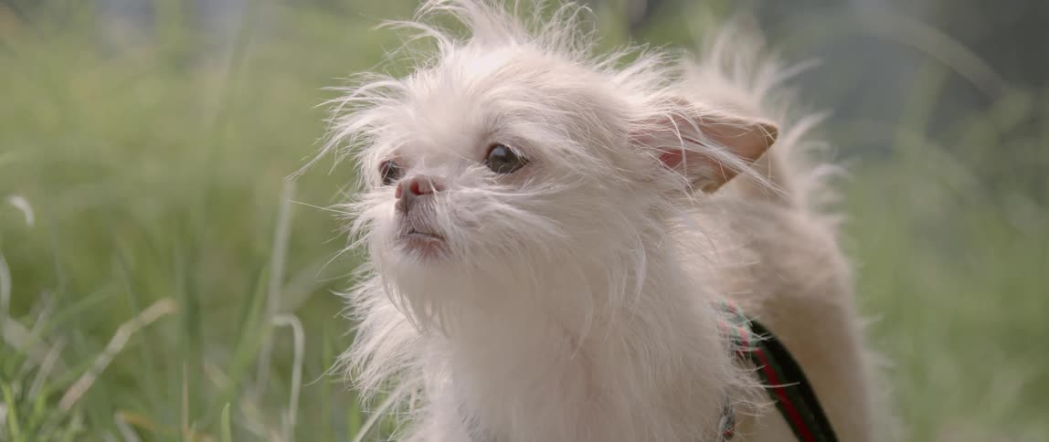 A small dog is wagging his tail in the grass