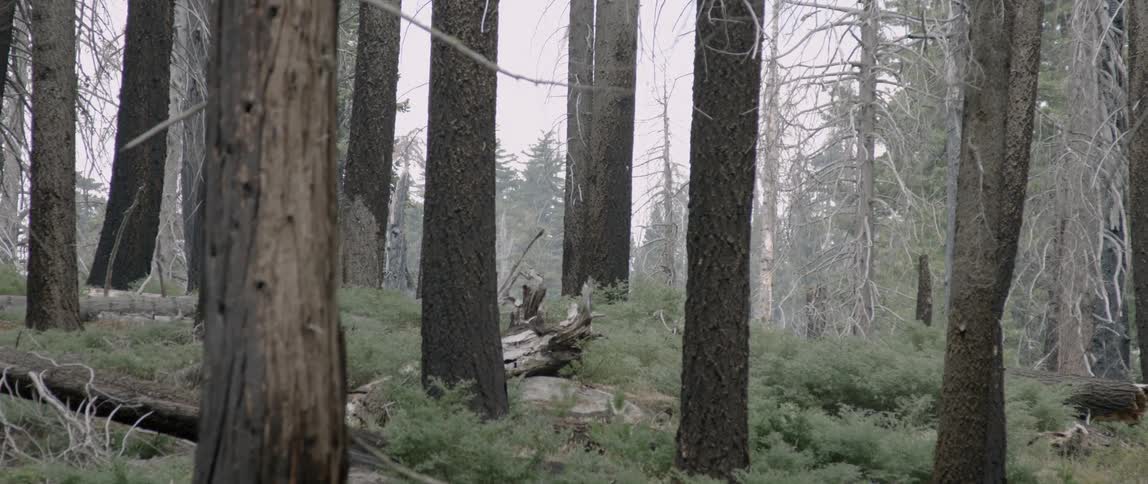 A fallen tree in a forest