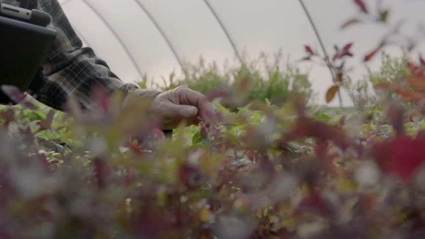 A person is picking through the bushes in their garden