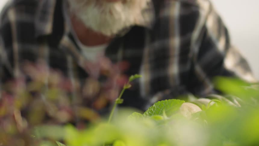 Someone is kneeling down in a garden and looking at the leaves