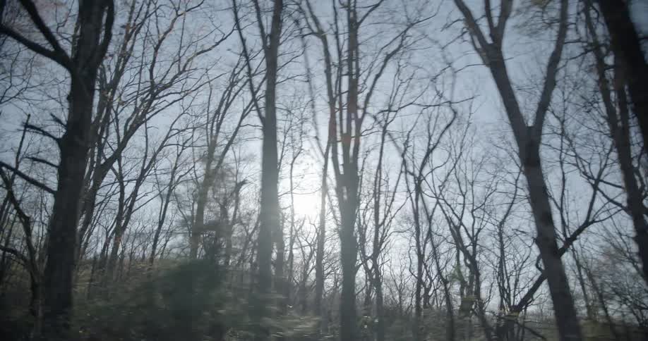 The sun is shining through trees bare of leaves during the day