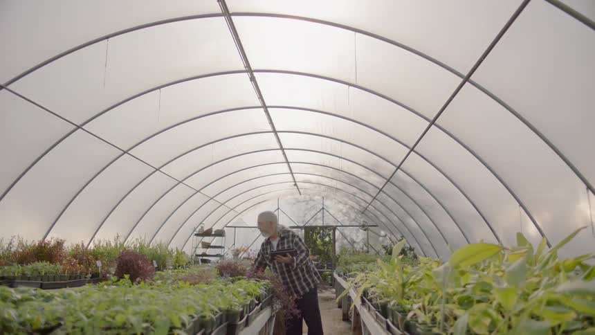 A man is inspecting his plants inside of a greenhouse